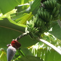Musa bananes et fleurs
