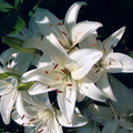 Lilium candidum lis de la madone 3