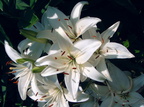 Lilium candidum lis de la madone 3