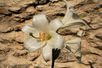 Lilium candidum lis de la madone 2