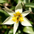 Tulipe botaniqueTurkestanica