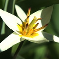 Tulipe botaniqueTurkestanica 2