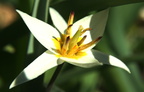 Tulipe botaniqueTurkestanica 2
