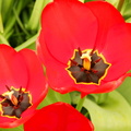 Tulipe rouge