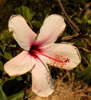 Hibiscus rosa sinensis Rose de Chine