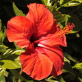 Hibiscus rouge 2