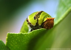 Papilio Polytes Chenille 