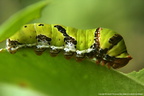 Papilio Polytes Chenille