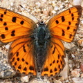 Lycaena Phlaeas Cuivre commun femelle