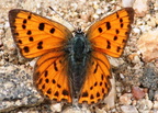 Lycaena Phlaeas Cuivre commun femelle