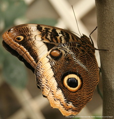 Caligo beltrao papillon Hibou