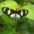 Papillon_heliconias