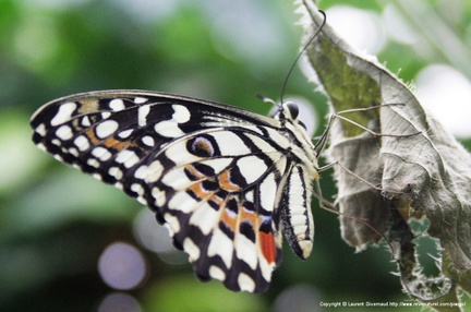Papilio Demodocus 2