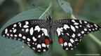 Papilio Demodocus 3