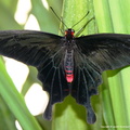 Papilio Helenus male