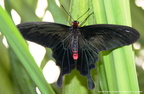 Papilio Helenus male