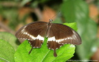 Papilio Helenus