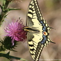 Papilio Machaon Machaon 2