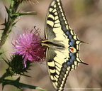 Papilio Machaon Machaon 2