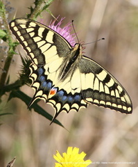 Papilio Machaon Machaon 3