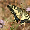 Papilio Machaon Machaon 4.JPG