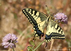 Papilio Machaon Machaon 4