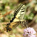 Papilio Machaon Machaon 5