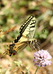 Papilio Machaon Machaon 5