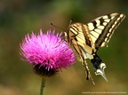 Papilio Machaon Machaon 6