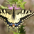 Papilio Machaon Machaon