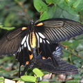 Papilio Memnon  3