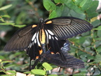 Papilio Memnon  3