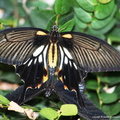 Papilio Memnon  4
