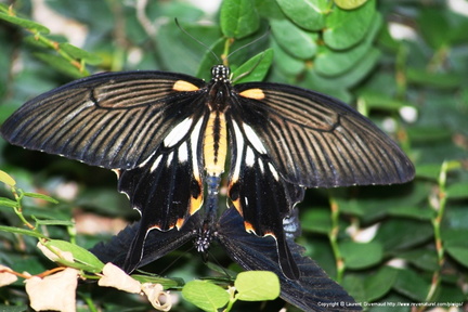 Papilio Memnon  4