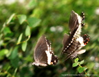 Papilio Memnon  6