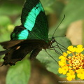 Papilio Palinurus 2