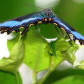 Papilio Palinurus 3
