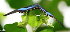 Papilio Palinurus 3