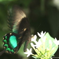 Papilio Palinurus 4