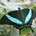 Papilio Palinurus 5