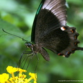 Papilio Palinurus 6