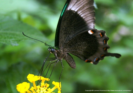 Papilio Palinurus 6