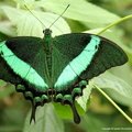 Papilio Palinurus.jpg