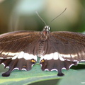 Papilio Polytes 