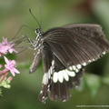 Papilio Polytes 