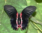 Papilio Rumanzovia