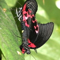 Papilio Rumanzovia 2