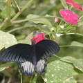 Papilio Rumanzovia 3