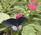 Papilio Rumanzovia 3