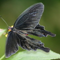 Papilio Rumanzovia 6